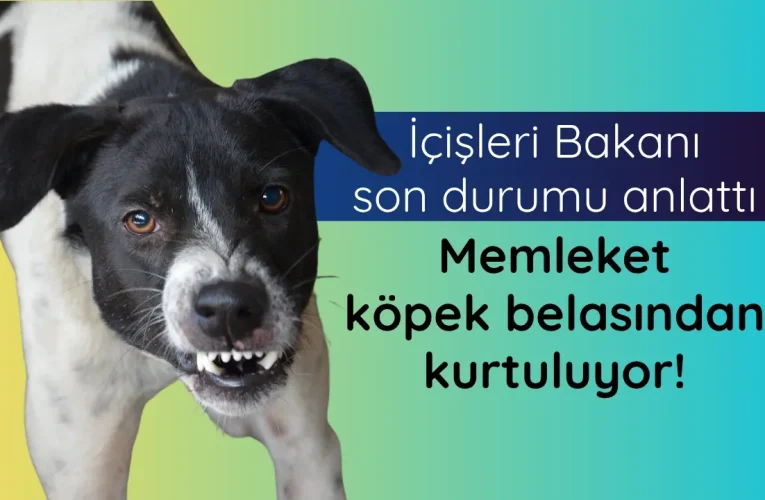 Bakan Çiftçi’den başıboş köpekler hakkında açıklama