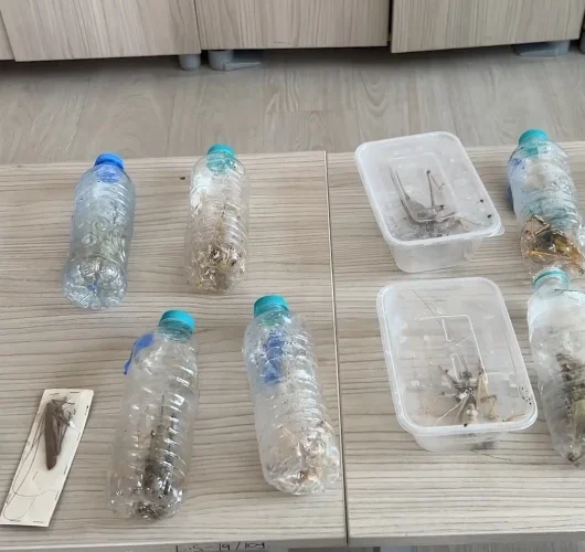 Nemrut Dağı’ndan çekirge toplayan 2 kişiye 1,4 milyon lira ceza