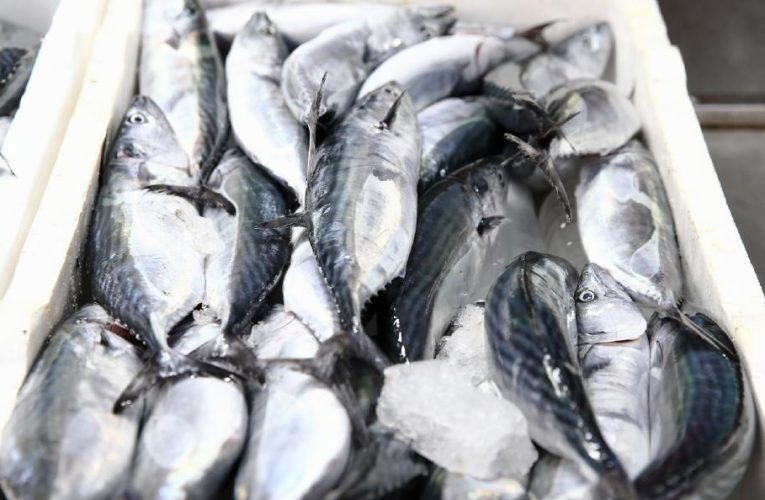 Karadeniz’de palamut bolluğu. Fiyatı 250 liraydı hızla düştü