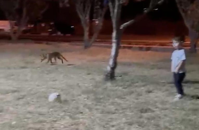 Parkta oynayan çocuğun topunu tilki çaldı