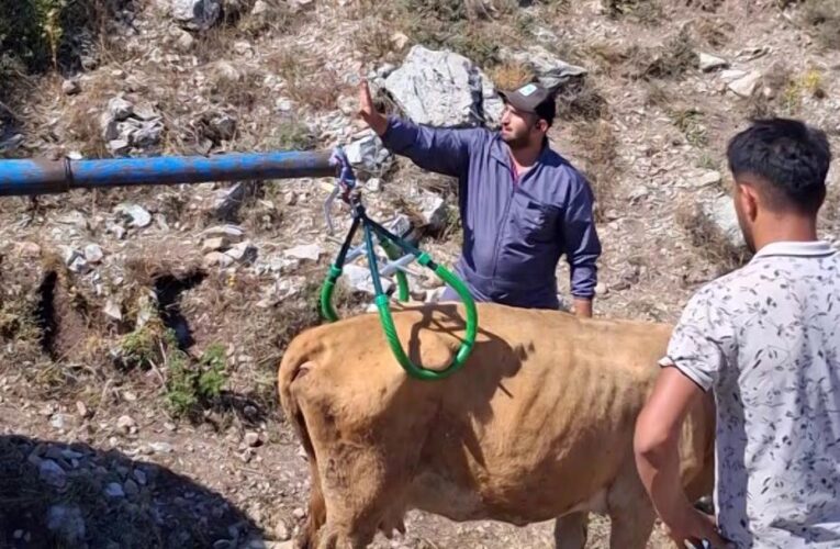 Sivas’ta 7 aylık gebe inek çukura düştü: Vinçle kurtarıldı