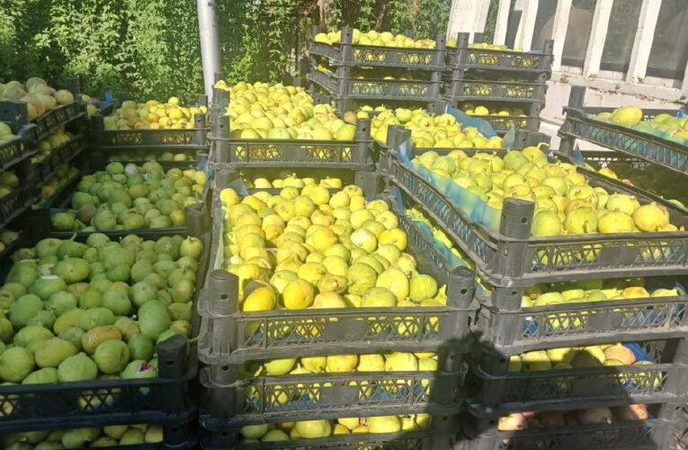 Fiyatı 80 ila 100 lira arasında değişiyor. Özenle toplanıp kasalara yerleştiriliyor