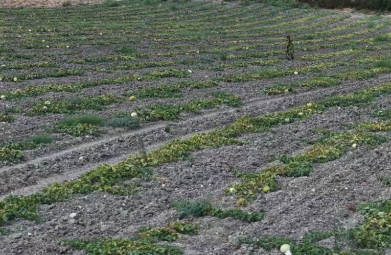 Halk arasında “hırsız almaz” diyorlar. Dışarıdan albenisi yok, içi tatlı