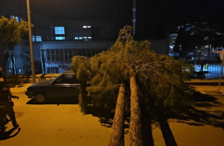 Rüzgara dayanamayan çam ağacı araçların üzerine devrildi