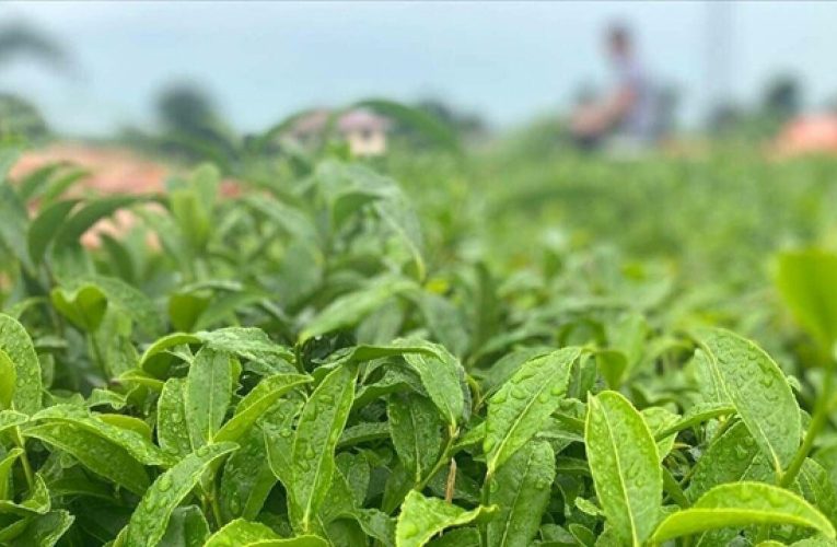 ÇAYKUR’da ikinci sürgün yaş çay alımları bugün tamamlanacak