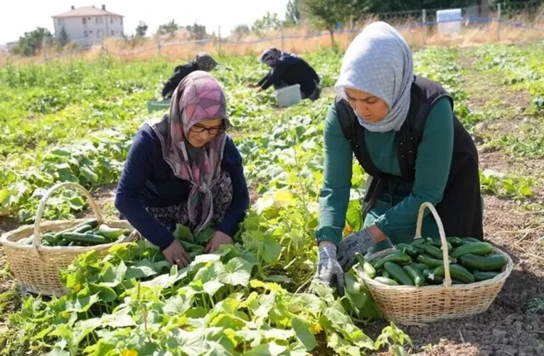 Türkiye’nin “yeşil altını” Çubuk turşusu 45 çeşidiyle dünya lezzetleri arasında