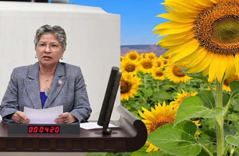 CHP’li Yontar: Ayçiçeğinde üretici tarlasını değil, zararını biçiyor