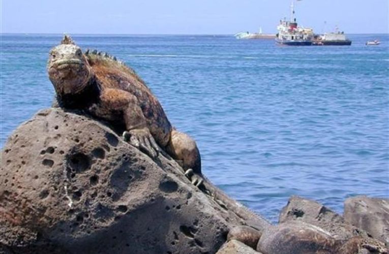 İguana kaçakçısı Ekvador’da tutuklandı