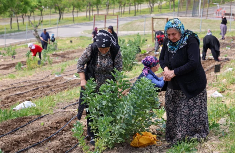 İzmir’in Mahalle Bostanları’nda yaz hasadı