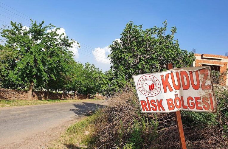 Ardahan’da kuduz alarmı: Bir bölge karantinaya alındı
