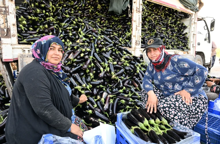 Manisa’da afetzede çiftçinin yüzü gülüyor