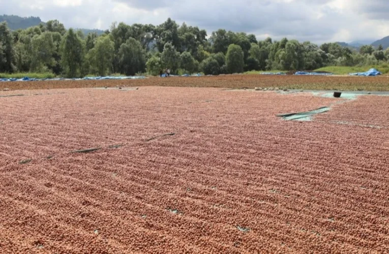 Ordu’da fındık hasadı ve katma değerli üretim
