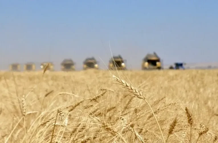 Topraktaki nem hububat ve tarla bitkilerinin sağlıklı gelişmesini sağladı