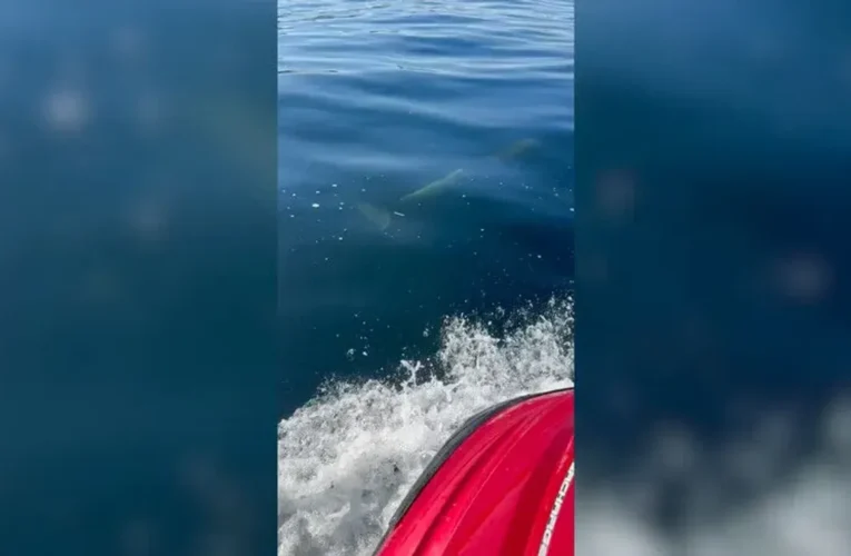 Tekirdağ’da iki yunusun tekneye eşlik ettiği anlar görüntülendi