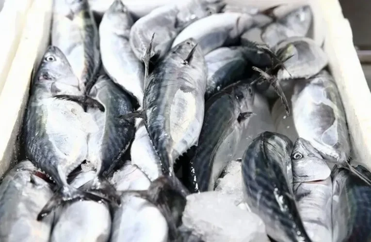 Giresun’da palamut sezonu bereketli başladı