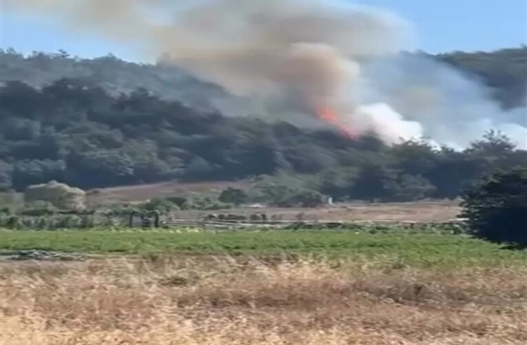 Bursa’da orman yangını. Ekipler müdahale ediyor