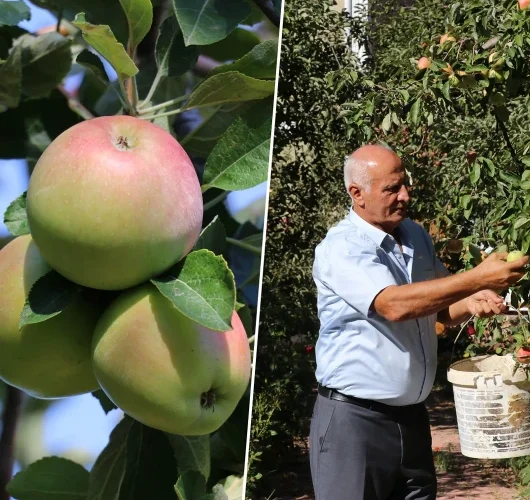 Misket elmasında bereket yılı: Amasya’da 6 bin 500 ton rekolte bekleniyor