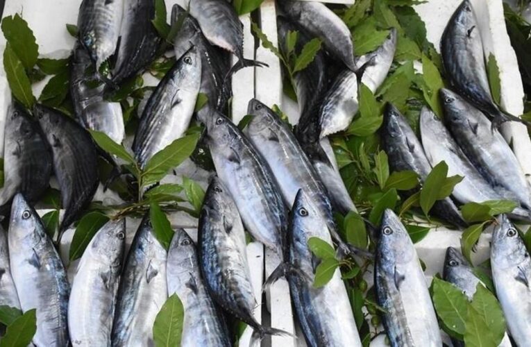 Karadeniz’de palamut bolluğu: Fiyatı 30 liraya kadar düştü