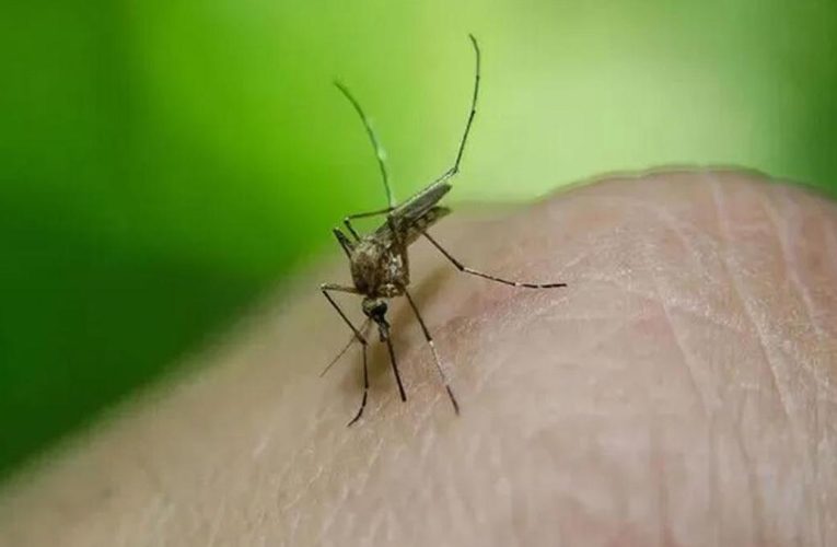 Avrupa’da Batı Nil virüsü alarmı! Bir ülkede daha görüldü