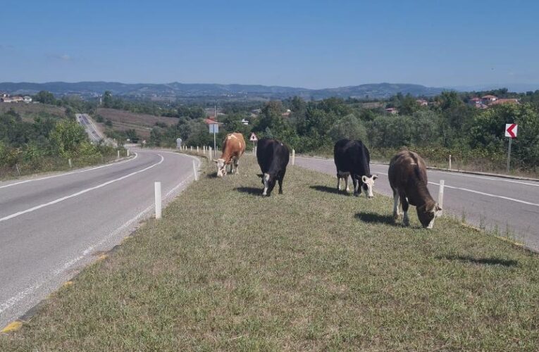 Zonguldak’ta başıboş hayvan tehlikesi: 17 gün önce 6 kişi yaralanmıştı!