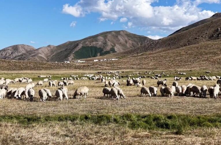 150 bin lira maaşa çoban bulamıyorlar
