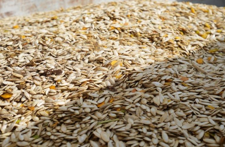 Kabak çekirdeği hasadı. 13 tonluk rekolte beklentisi