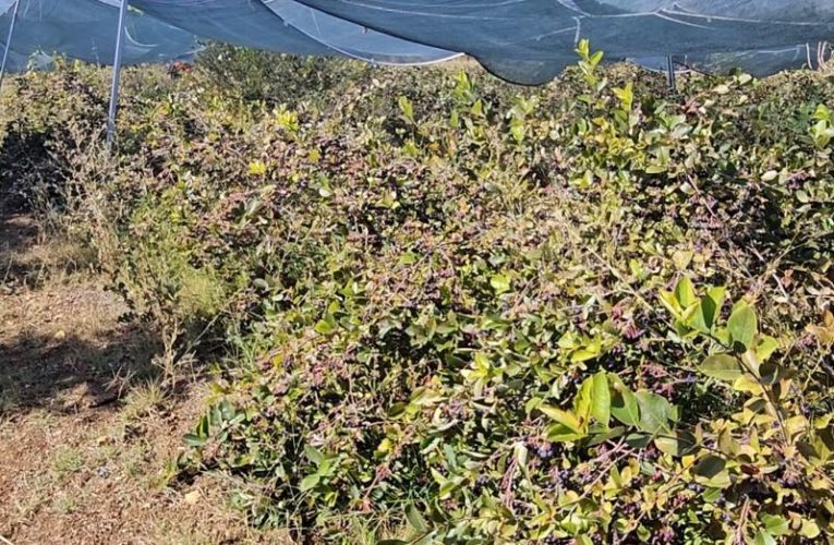 En güçlü antioksidan kaynaklarından biri. Tek tek elle toplanıyor