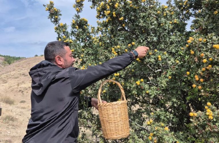 Doğada kendiliğinden yetişiyor. Vücuttaki zararlı toksinleri temizliyormuş