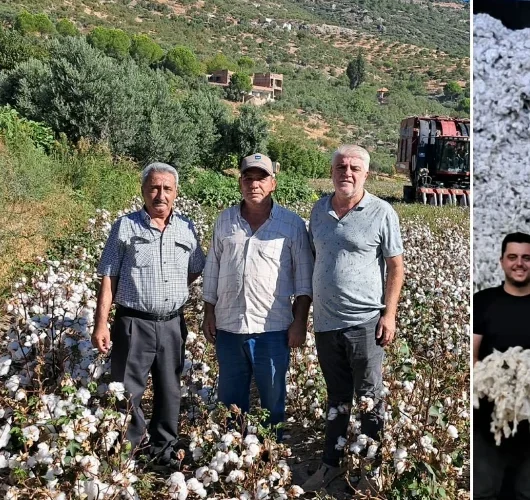 Söke Ovası’nda ‘beyaz altın’ mesaisi başladı: Sezonun ilk pamuğu 100 liradan satıldı