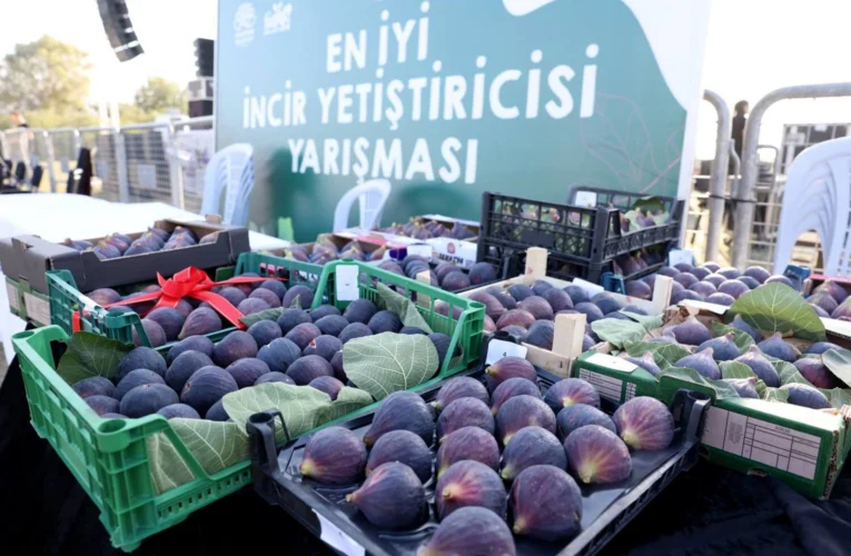 Bursa Nilüfer 12. Akçalar Fadıllı İncir Festivali’ne hazır