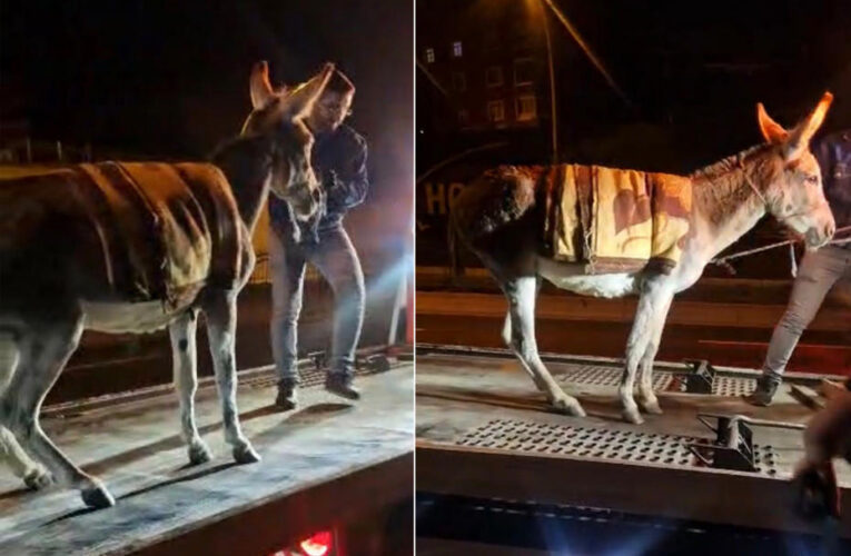 Ankara’da şaşırtan olay. Başıboş eşeği çekiciyle otoparka götürdüler