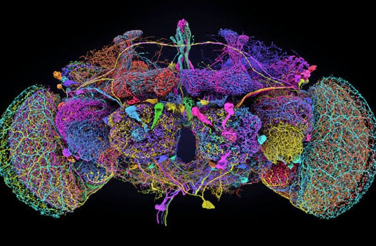 How to Simulate a Fruit Fly Brain Online (No Coding Required)