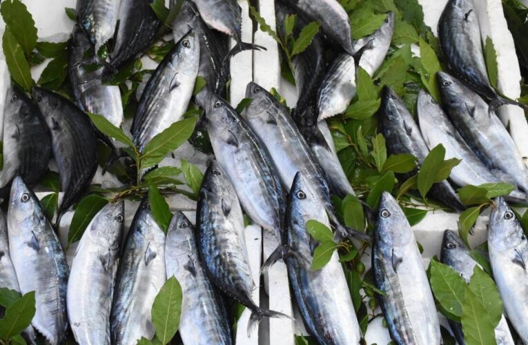 Av sezonu palamut bolluğuyla başladı