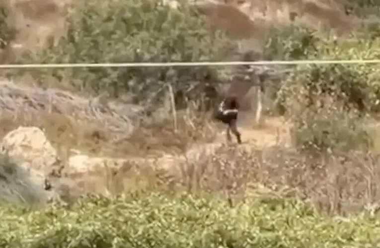 Batı Şeria’da hasat edilen üzümler çalındı!